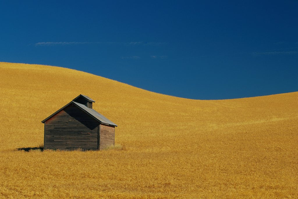 Detail of Shed in a Wheat Field by Anonymous