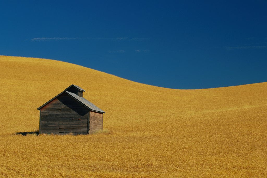 Detail of Shed in a Wheat Field by Corbis