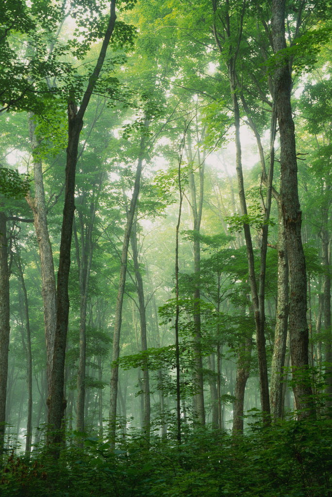 Detail of Fog Rising in Grove of Maple Trees by Corbis