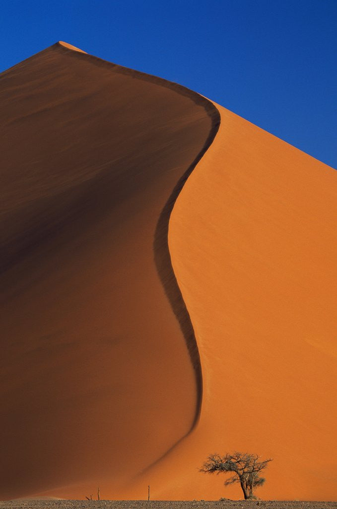 Detail of Tree and Sand Dune by Anonymous