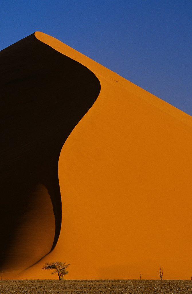 Tree and Sand Dune, Namib Desert by Corbis