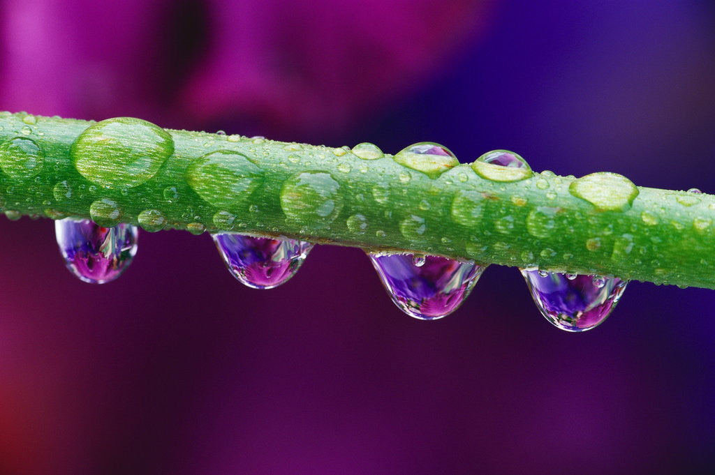 Detail of Dew Drops on Iris Stem by Anonymous