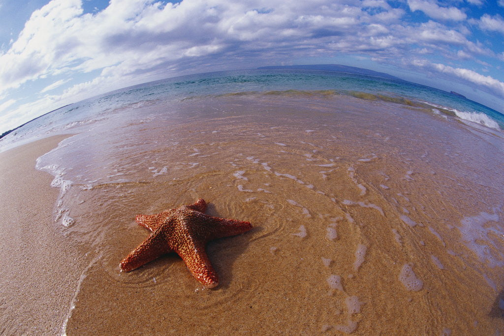 Detail of Starfish at Kihei Beach by Anonymous
