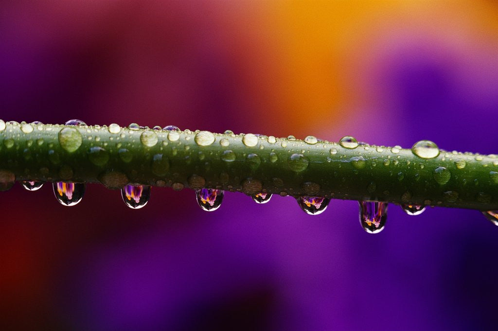 Detail of Dew Drops on Iris Stem by Anonymous
