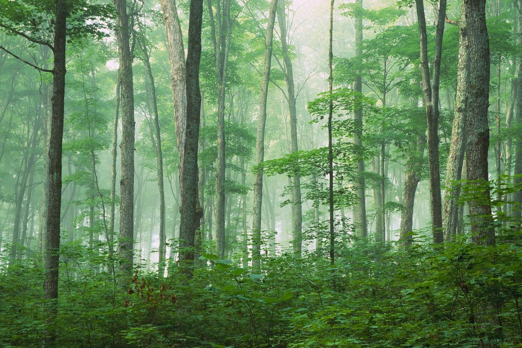 Detail of Maple Forest and Fog by Anonymous