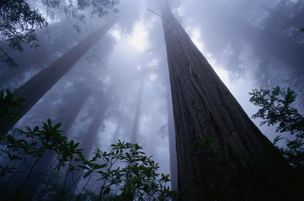 Detail of Redwoods and Fog by Anonymous