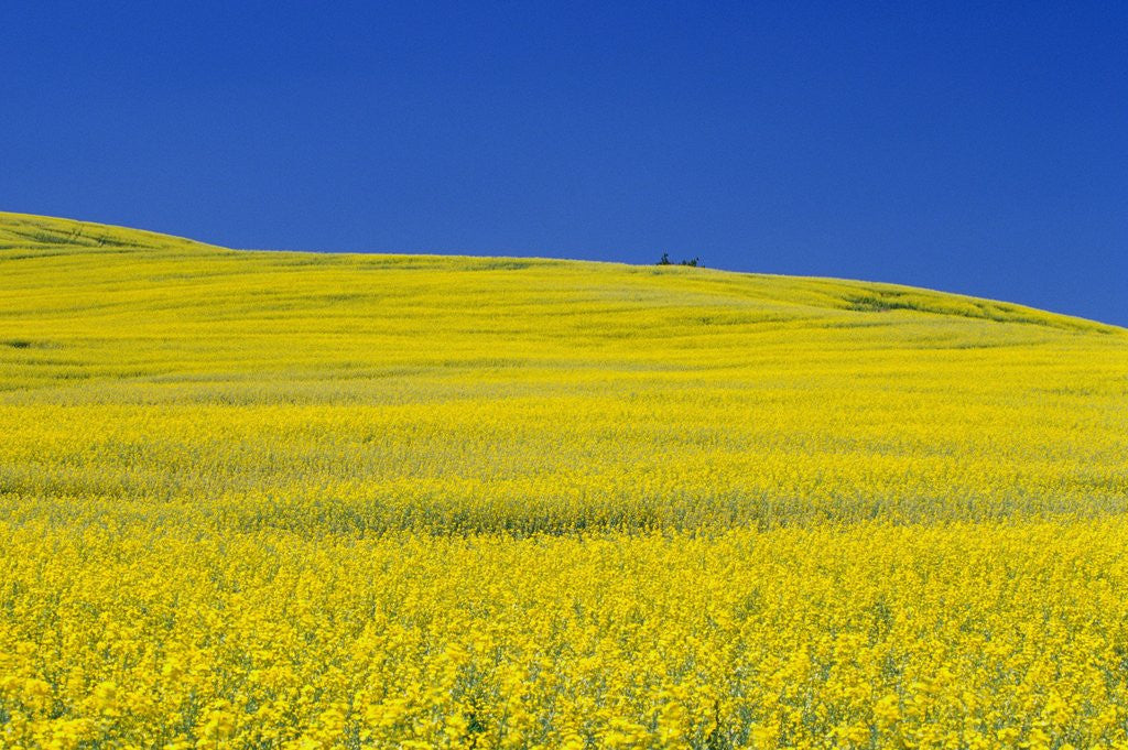 Detail of Rapeseed Field by Anonymous