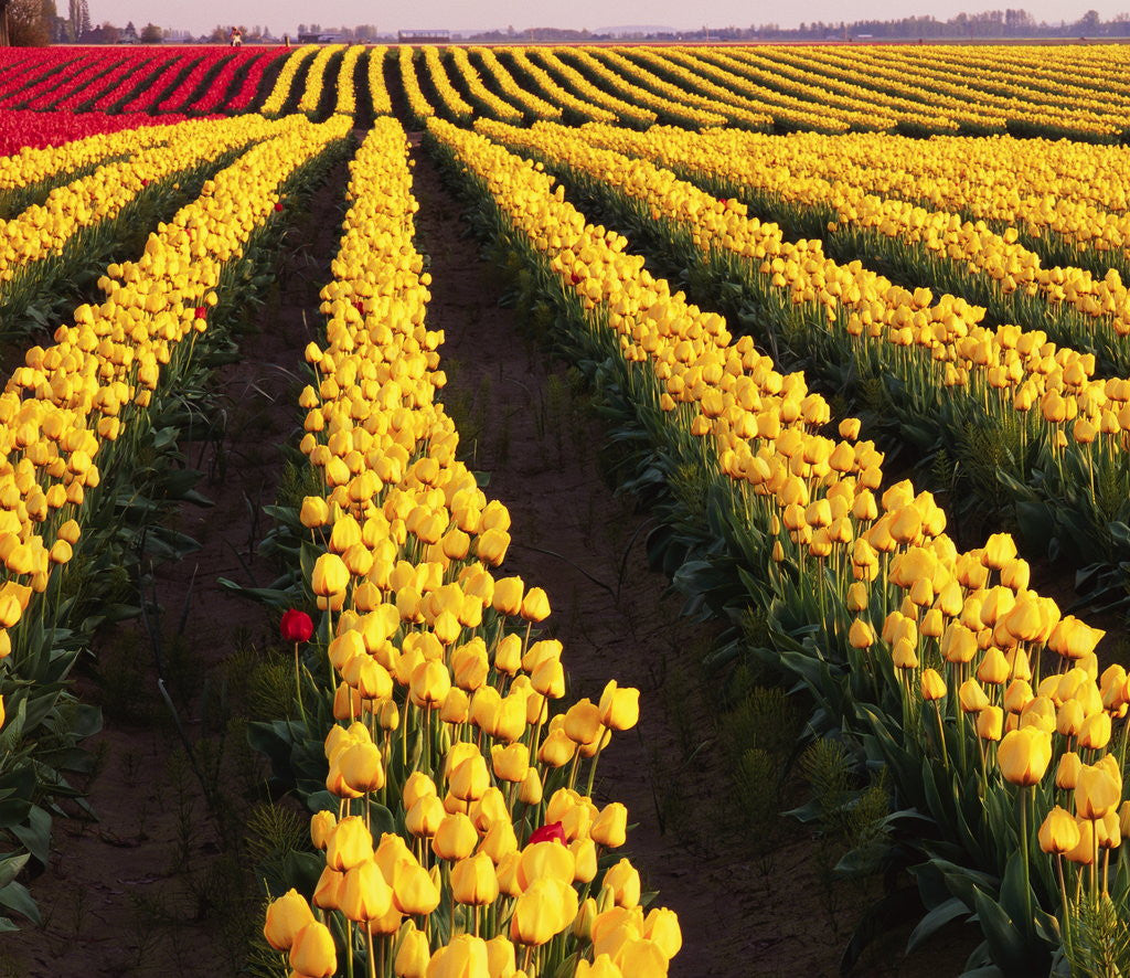 Detail of Rows of Yellow Tulips by Anonymous