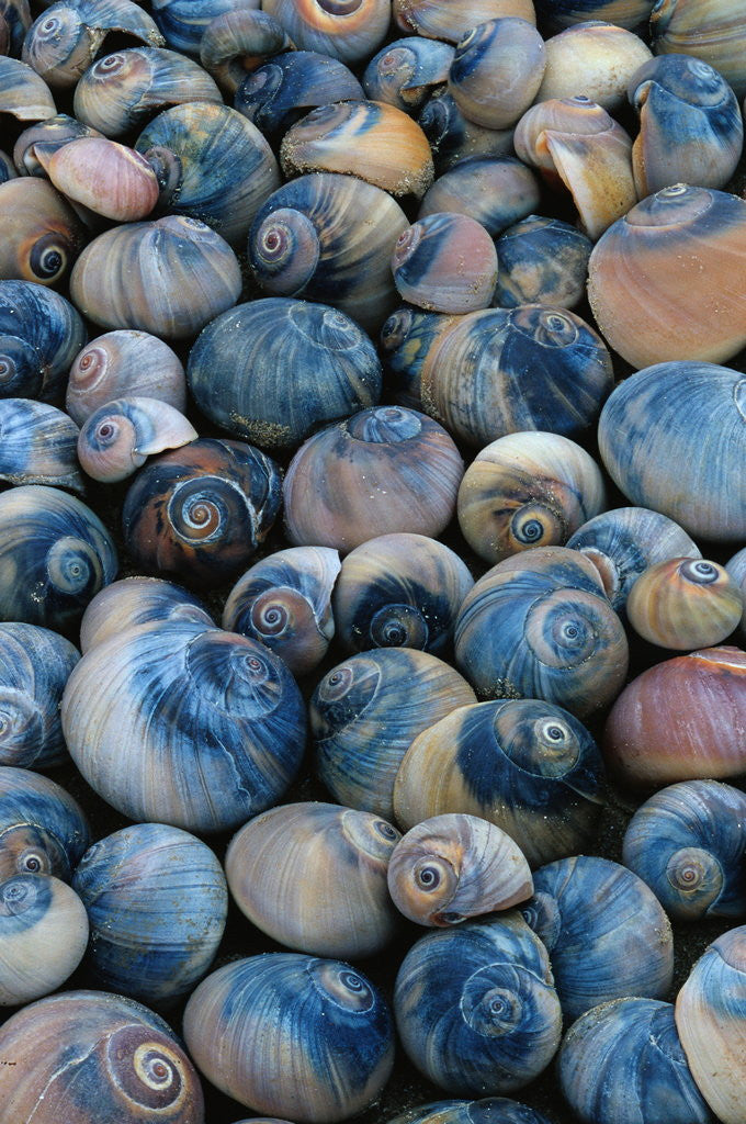 Detail of Shells by Anonymous