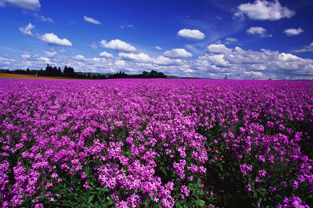 Detail of Field of Dame's Rocket by Anonymous