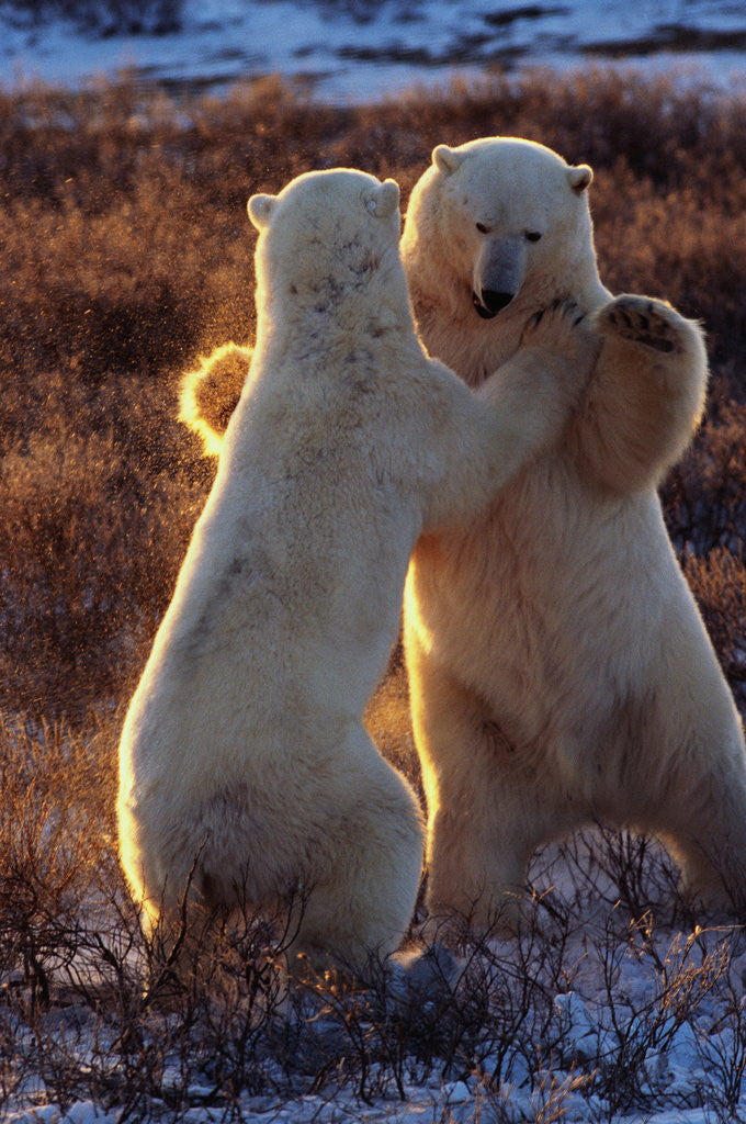 Detail of Polar Bears Fighting by Anonymous
