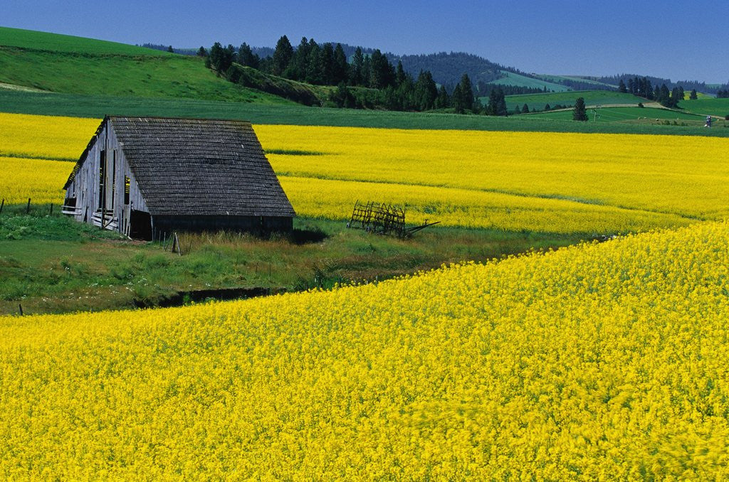 Detail of Barn in Rape Seed Field by Anonymous