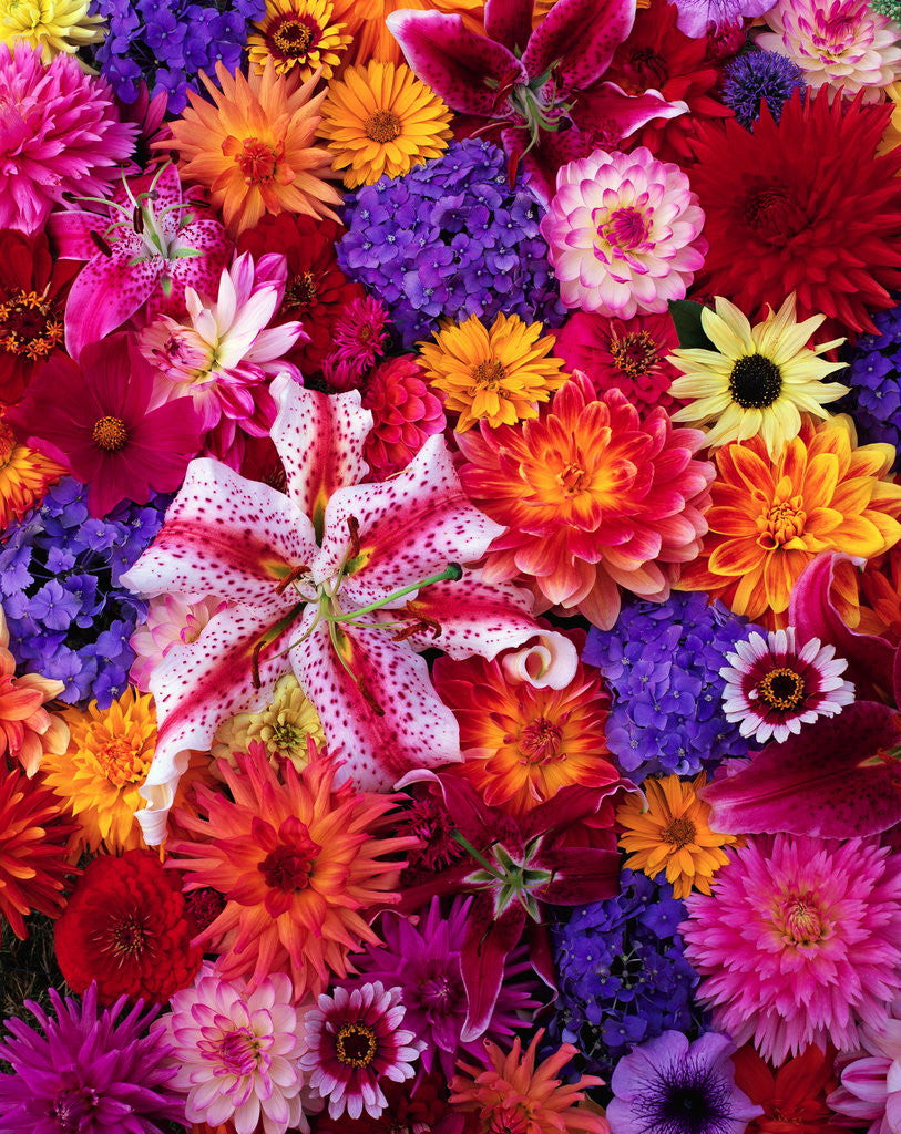 Detail of Colorful Flowers by Corbis