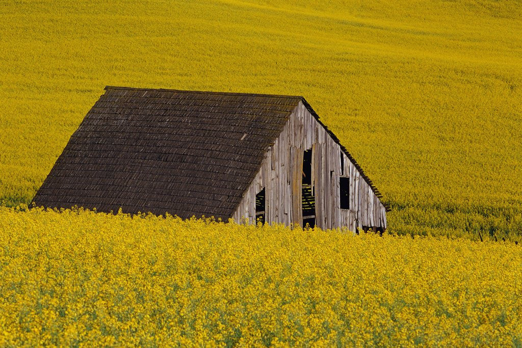 Detail of Decaying Barn and Canola Field by Corbis
