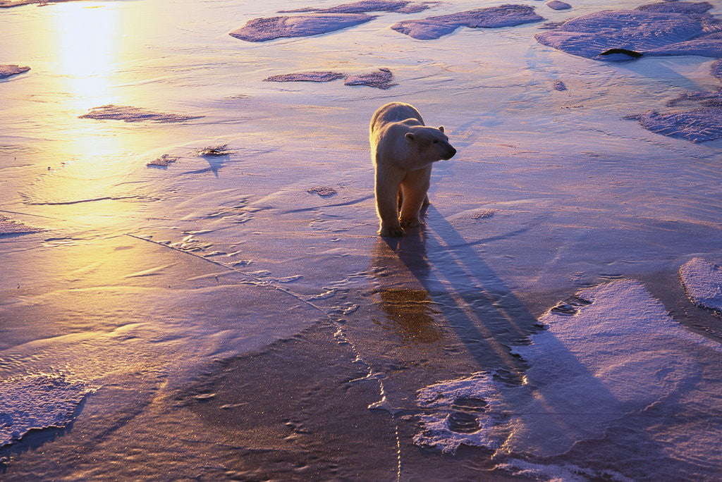 Detail of Polar Bear on Ice at Sunrise by Anonymous
