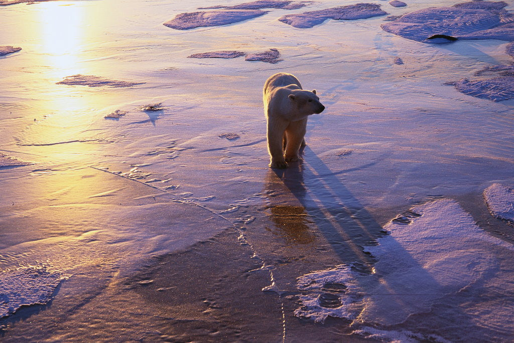 Detail of Polar Bear on Ice at Sunrise by Corbis
