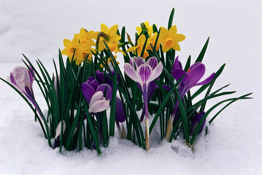 Detail of Crocuses and Daffodils in Snow by Anonymous