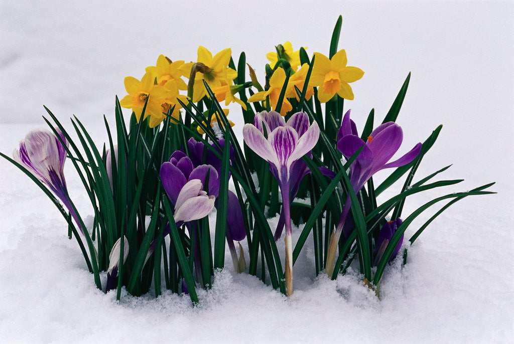 Detail of Crocuses and Daffodils in Snow by Corbis