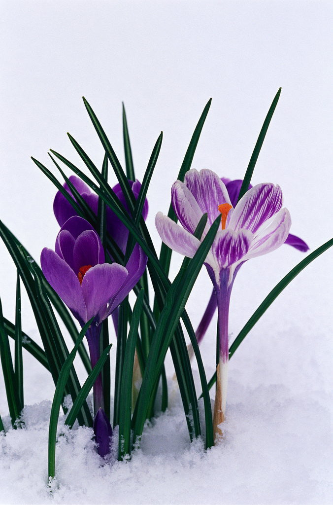 Detail of Crocuses in Snow by Anonymous
