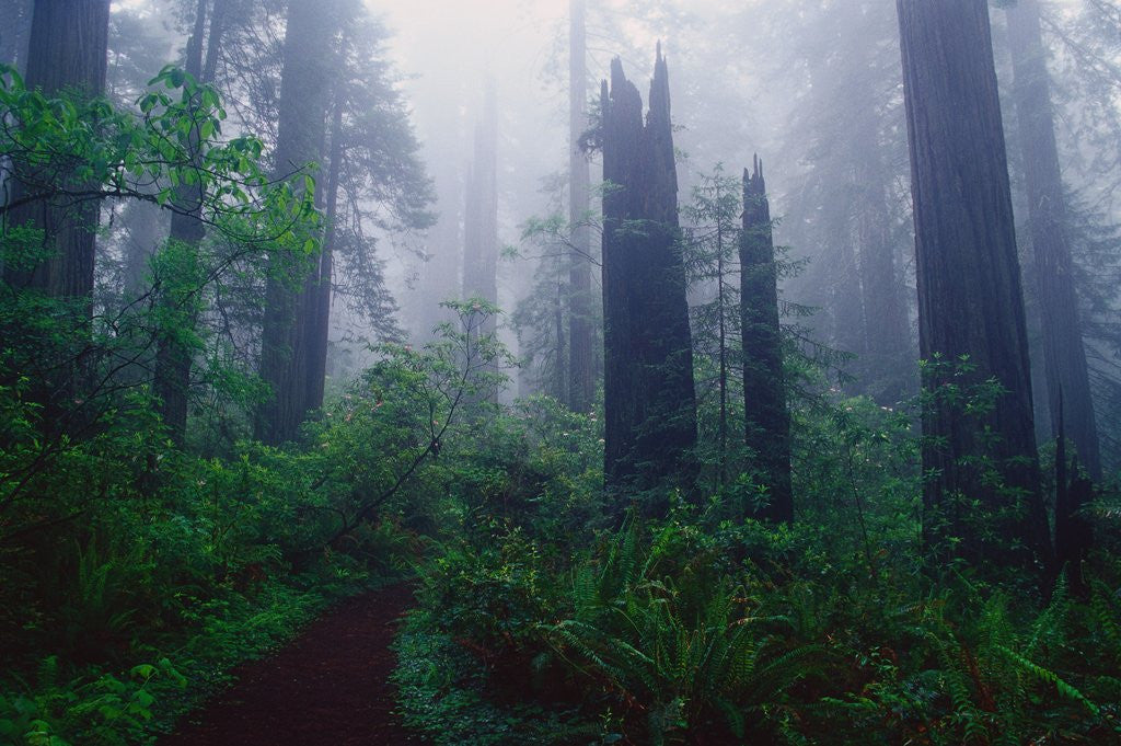 Detail of Trail Through Foggy Redwood Forest by Anonymous