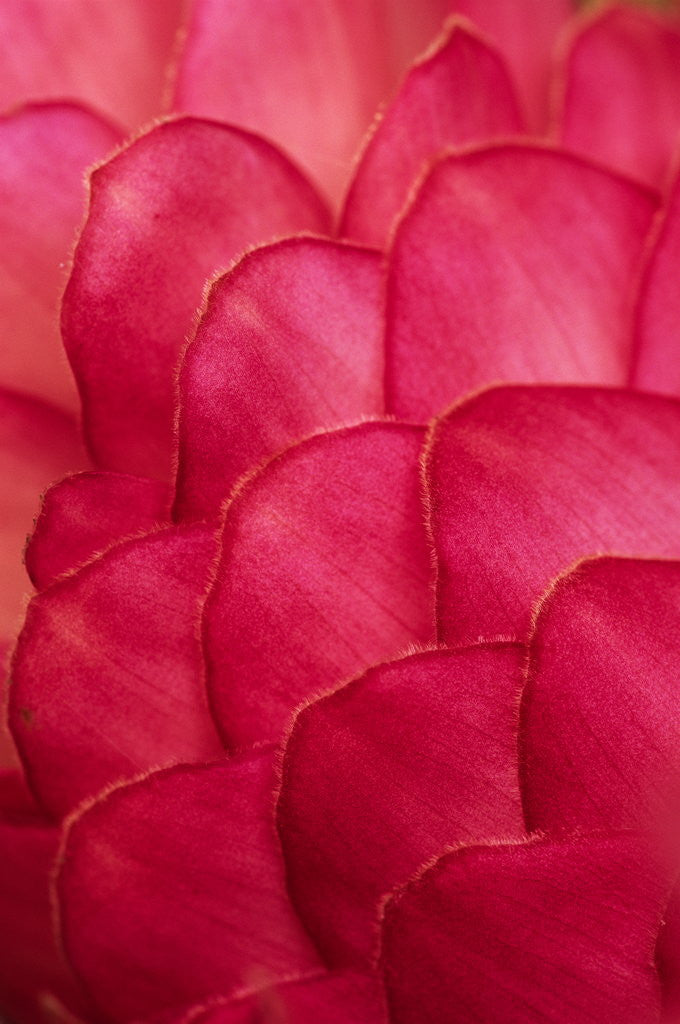 Detail of Ginger Petals by Corbis
