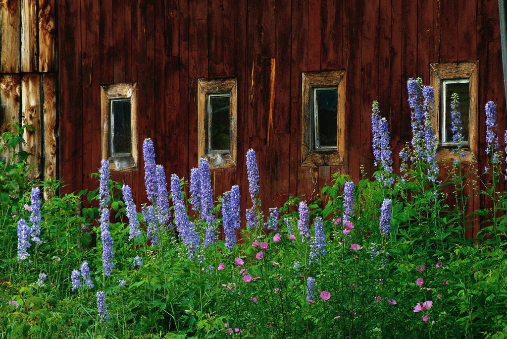 Detail of Delpinium Blooms Next to a Barn by Anonymous