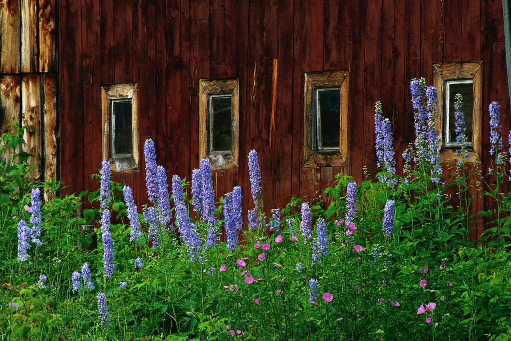 Detail of Delpinium Blooms Next to a Barn by Corbis