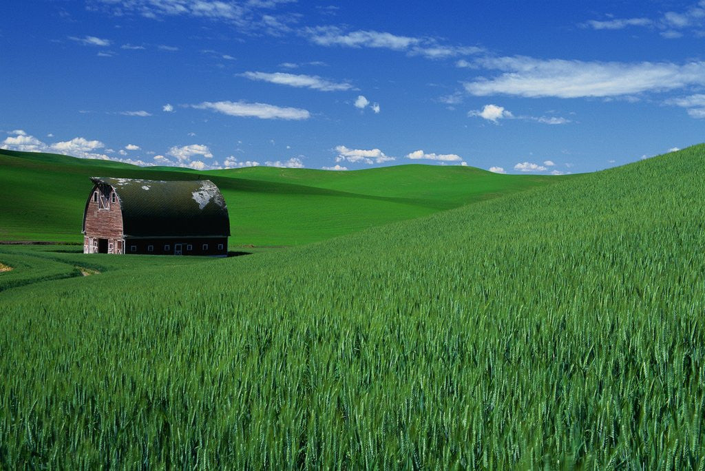 Detail of Red Barn in a Wheat Field by Anonymous