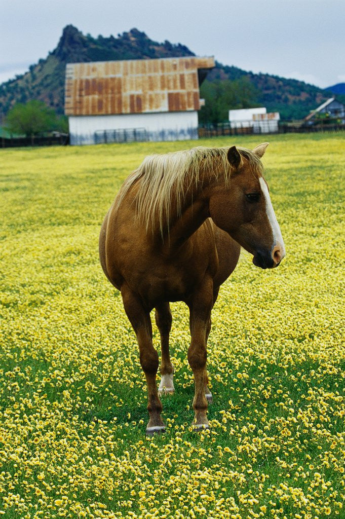 Detail of Horse in Tidy Tips by Anonymous