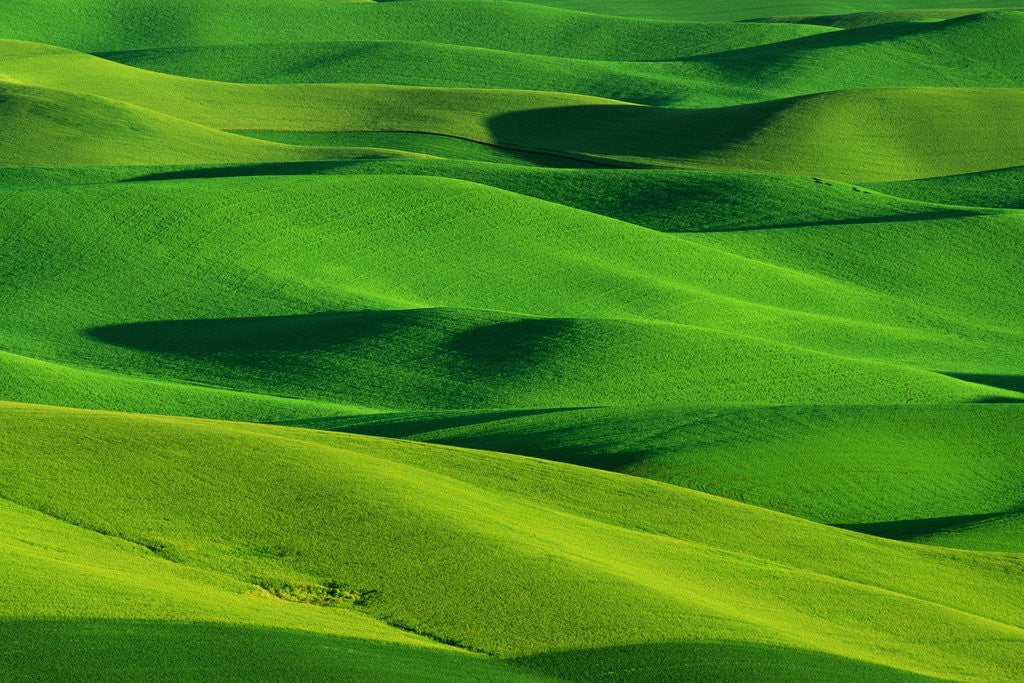 Detail of Palouse Hills by Anonymous
