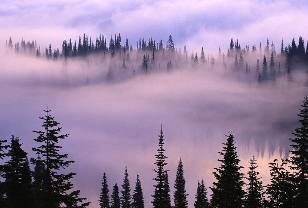 Detail of Fog Lifting over Trees by Anonymous