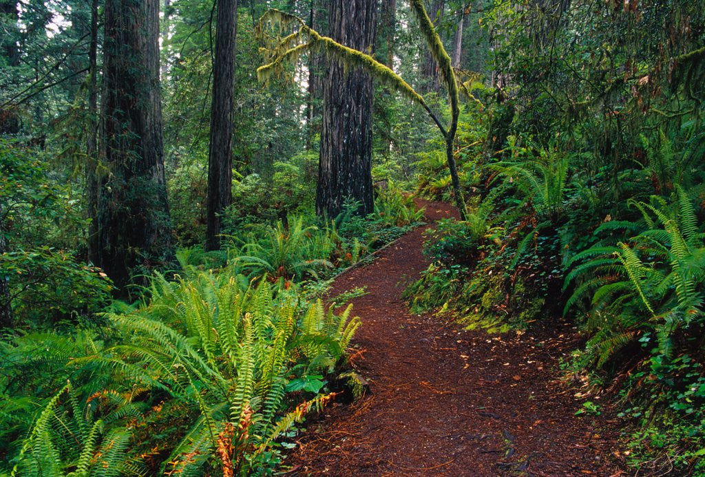 Detail of Trail Through Redwood Trees by Anonymous