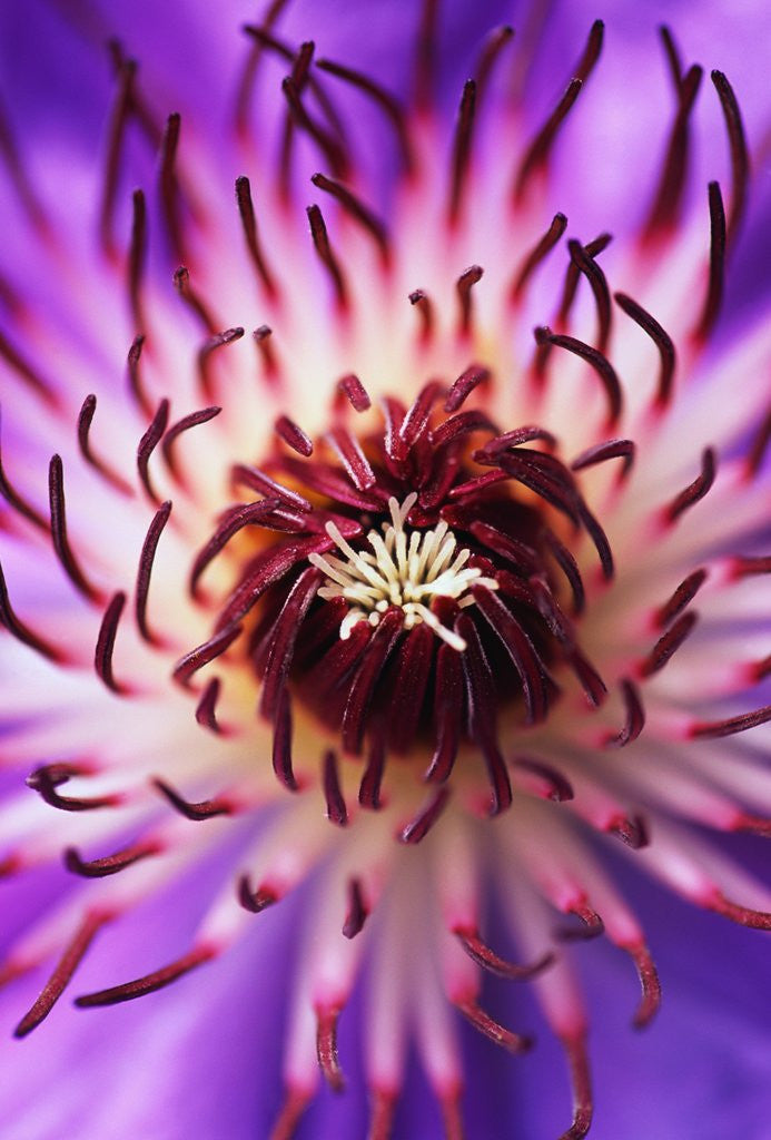 Detail of Detail of Clematis Flower by Corbis