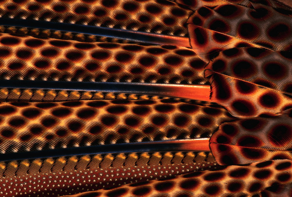 Detail of Detail of Great Argus Pheasant Feather by Anonymous