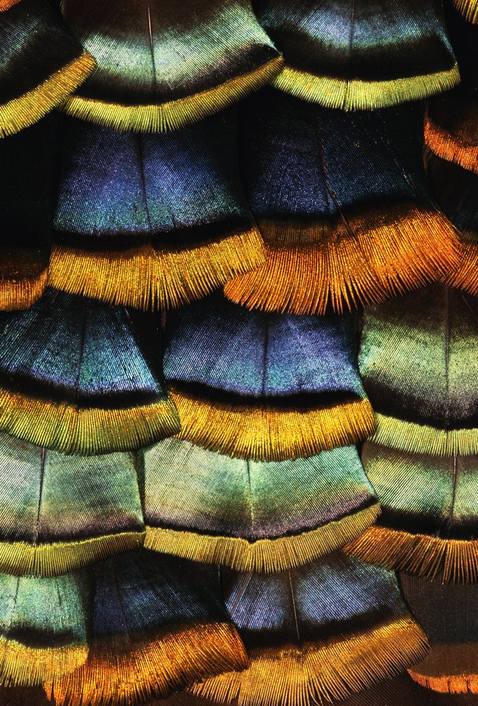 Detail of Detail of a Turkey Feather by Anonymous
