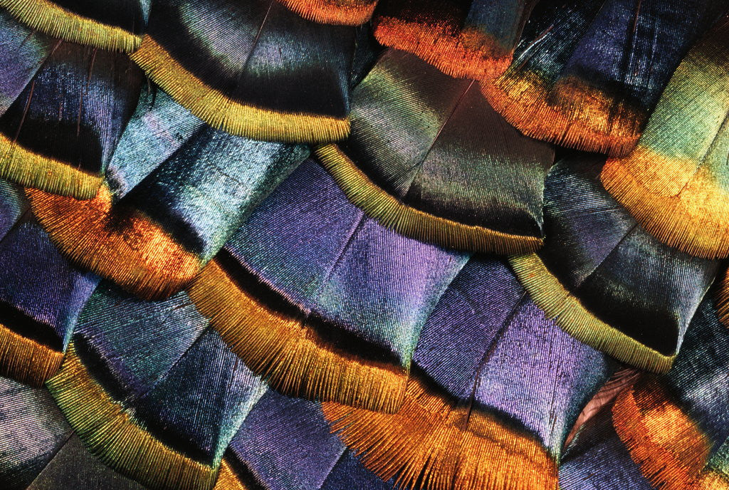 Detail of Detail of a Turkey Feather by Anonymous
