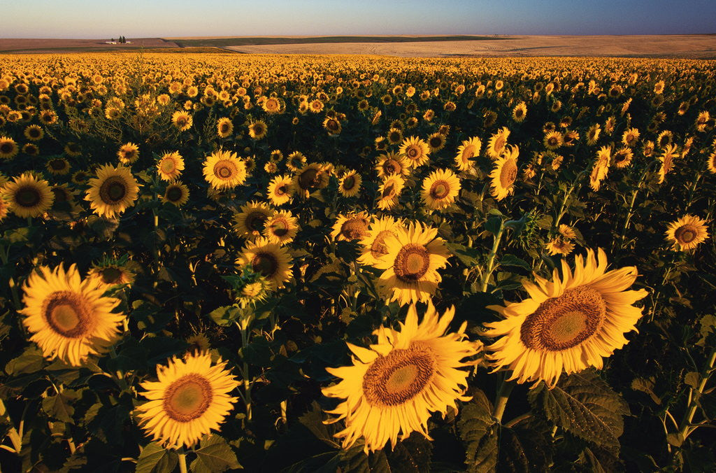 Detail of Morning Light on a Sunflower Field by Anonymous