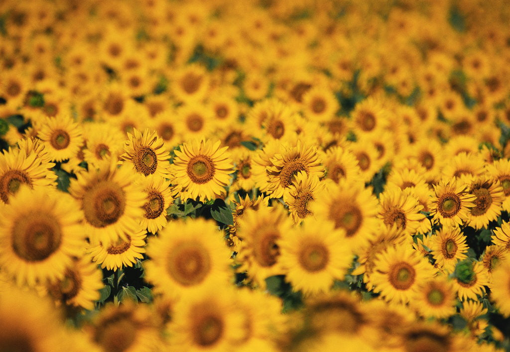 Detail of Sunflowers by Anonymous