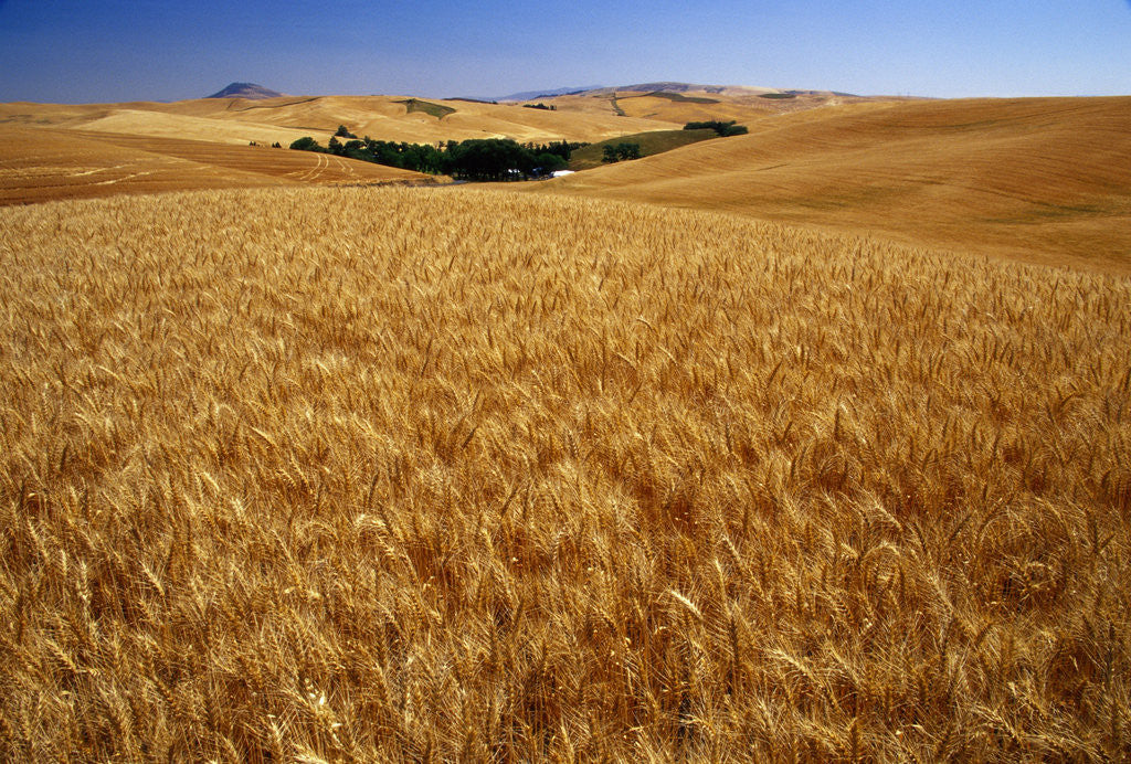Detail of Wheat Field by Corbis