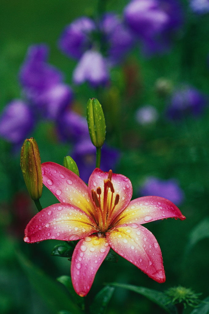 Detail of Pink Asiatic Lily Covered with Dew by Anonymous