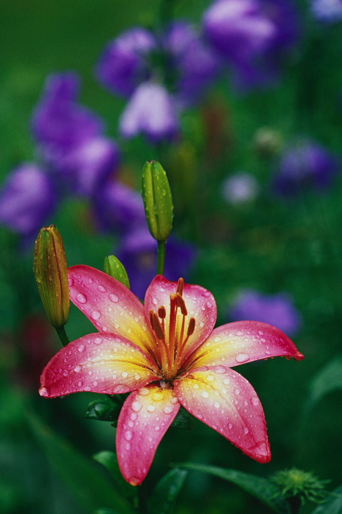 Detail of Pink Asiatic Lily Covered with Dew by Corbis