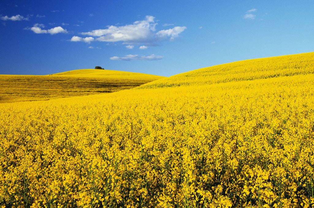 Detail of Canola Field in Bloom by Anonymous