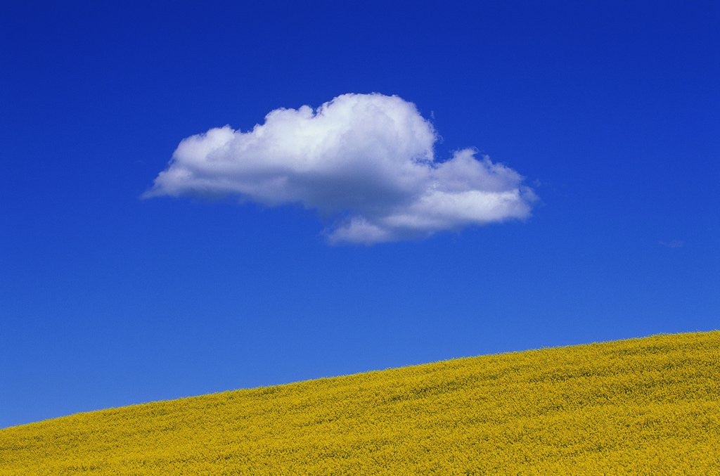 Detail of Cloud over Canola Field by Corbis