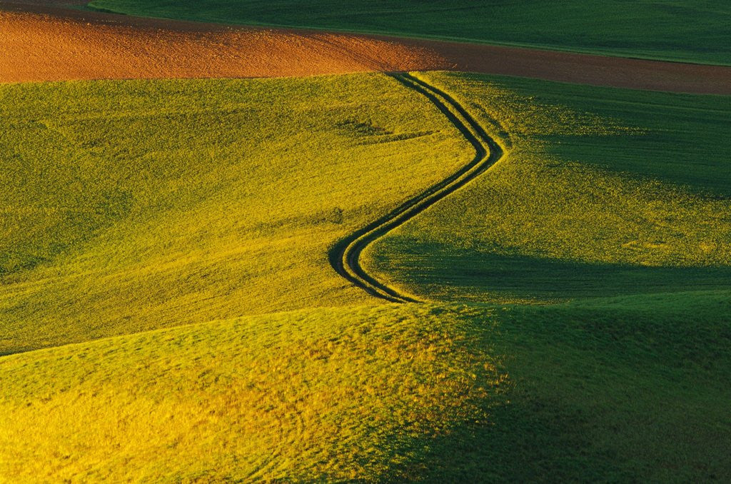 Detail of Wheat and Pea Fields by Anonymous