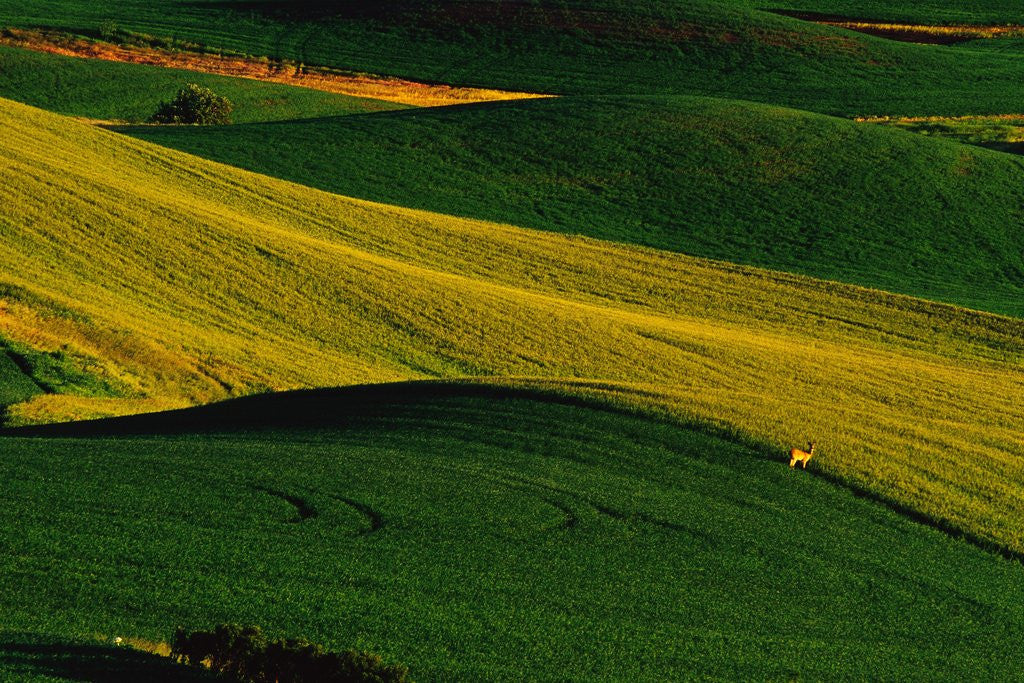 Detail of Deer Standing in Field by Anonymous
