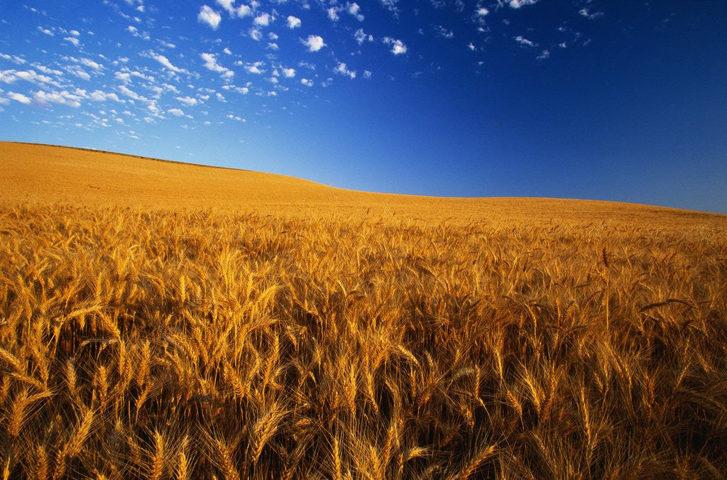 Detail of Wheat Field by Corbis