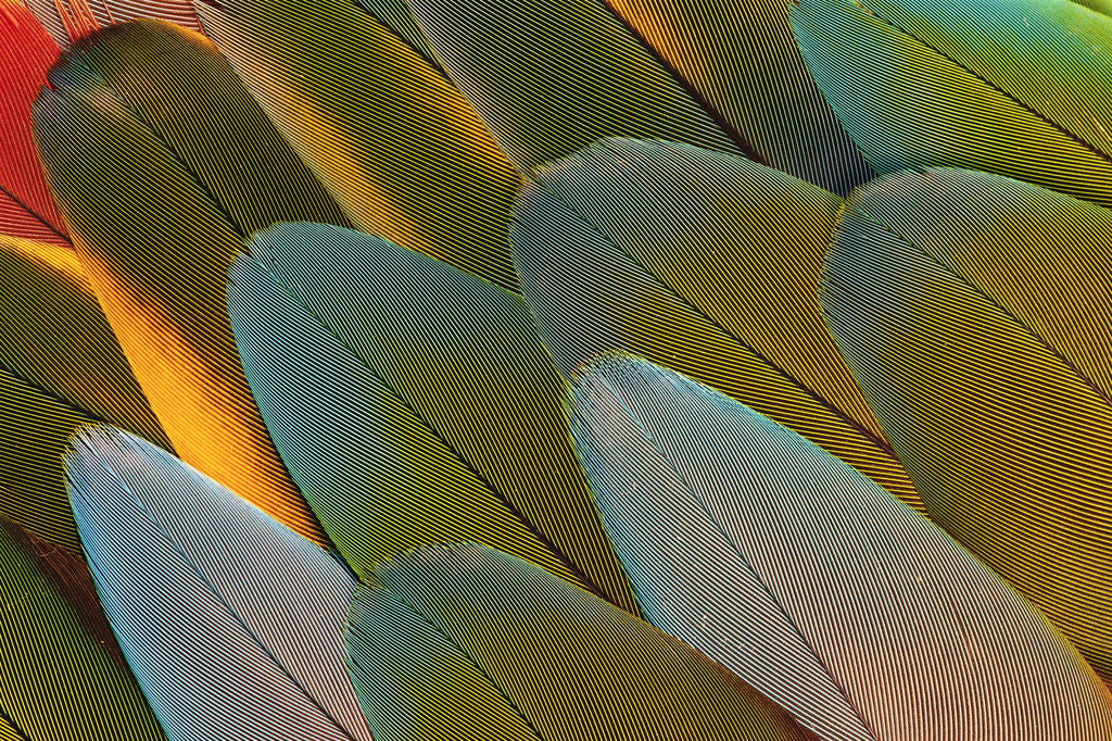 Detail of Close-up of Parrot Feathers by Corbis