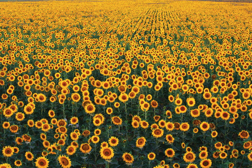 Detail of Sunflower Field in Bloom by Corbis