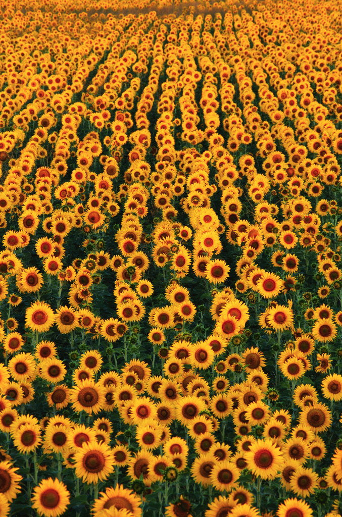 Detail of Sunflower Field in Bloom by Anonymous