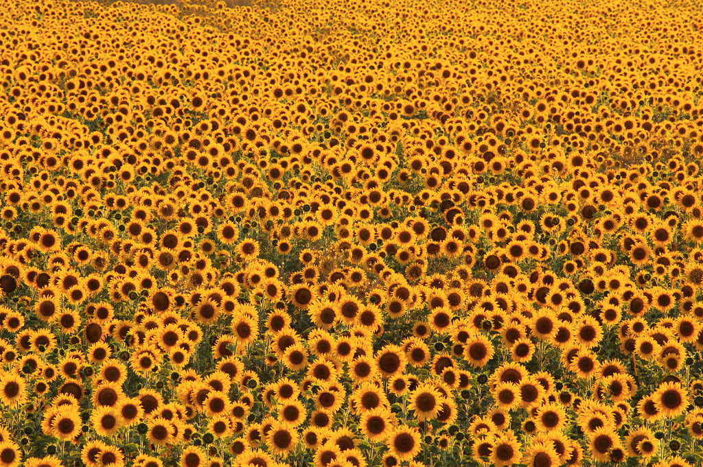 Detail of Sunflower Field in Bloom by Anonymous